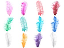 6-PACK 13”-15” OSTRICH