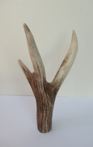 Scottish red deer stag - scottish, antler
