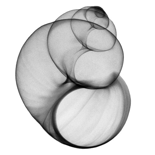 Pond snail xray print - print,, apple