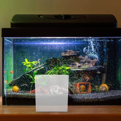 Lightweight transparent fish - transparent,