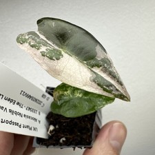 Alocasia Nobilis Pink