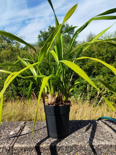 Cymbidium orchid yellow mature - cymbidium,