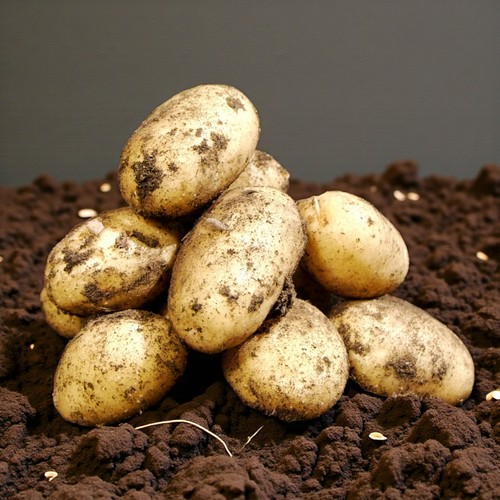 Seed potato nicola 2kg bag - 2kg,