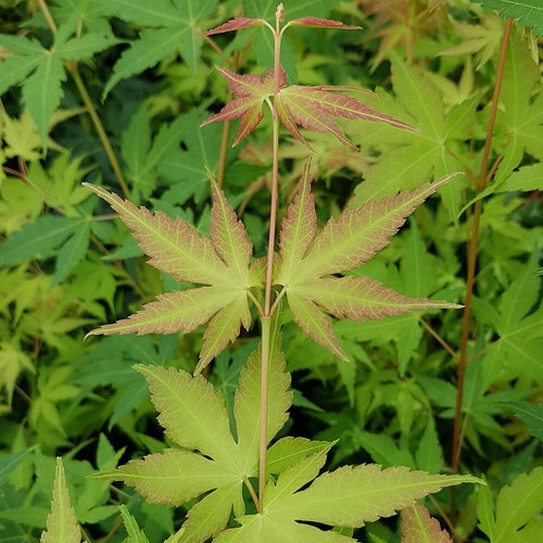 Japanese maple tree - maple, tree,