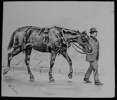 Black beauty no29 - black, 1909