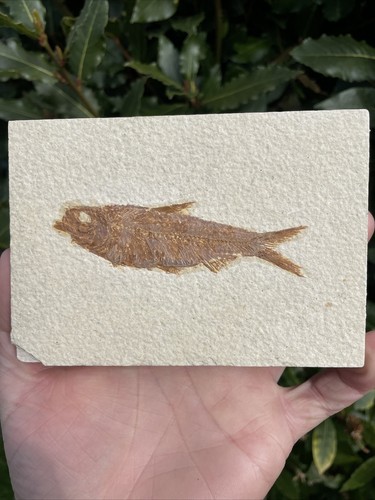 Fossil fish knightia eocaena - fossil,