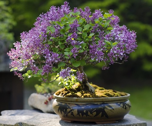 Purple lilac bonsai seeds - purple,