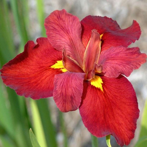 Iris louisiana ann - louisiana, ‘ann