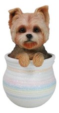 Yorkie Yorkshire Terrier