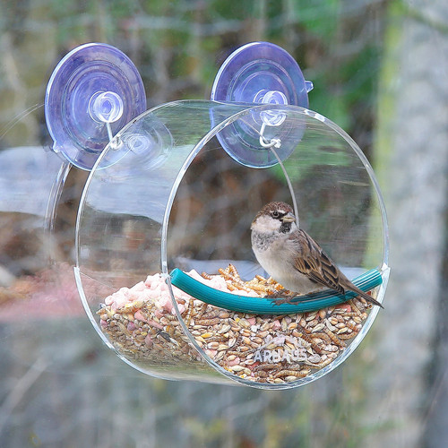 Outdoor bird feeder - bird,