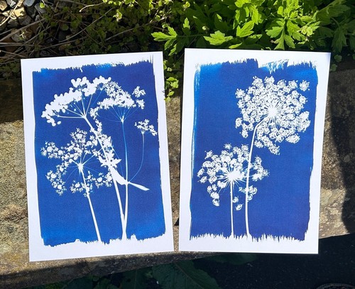 Pair botanical cyanotype - of, a4