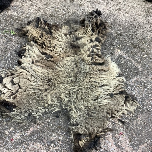 Hebridean sheep fleece - sheep’s,