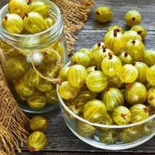 Gooseberry Invicta Fruit Bush