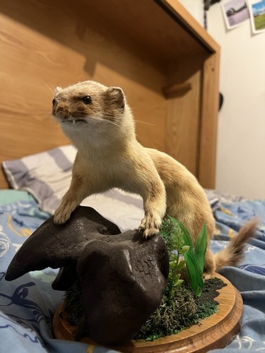 Taxidermy stoat mounted - taxidermy,