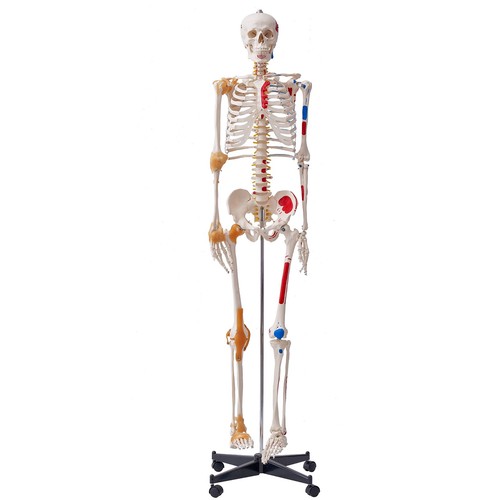 Vevor human skeleton model - vevor,
