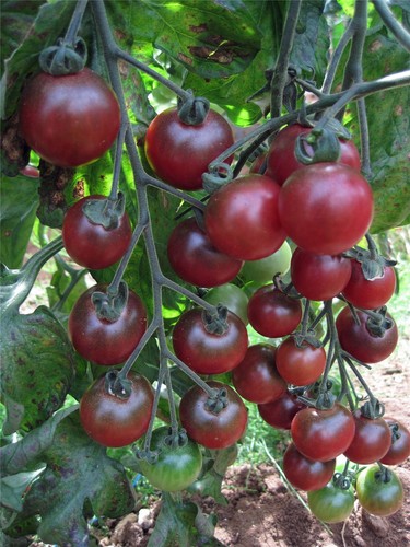 Vegetable tomato rosella - vegetable,