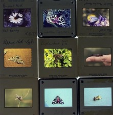 54 x Vintage 35mm Photo Slides