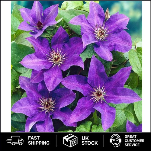 Clematis the president plant - 'the, president'