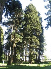 Photo A1 The Pinetum at Glamis
