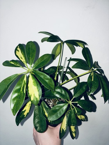 Schefflera janine variegated - schefflera,