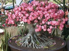 Desert Rose  (Adenium Obesum)  5 Imported Seeds