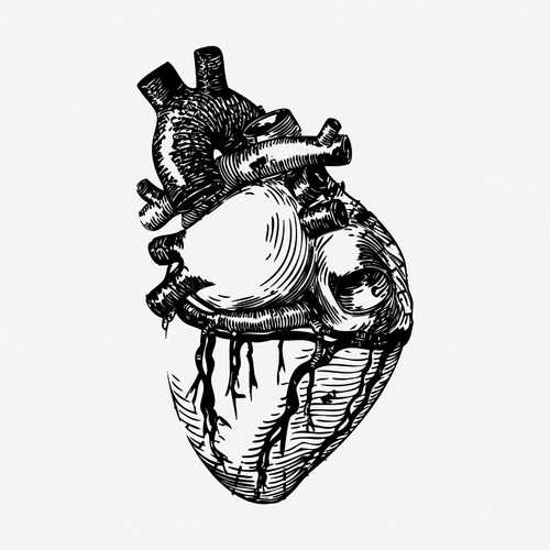 Human heart vintage anatomy - heart,