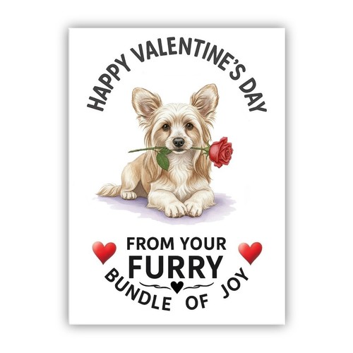 Chinese crested dog - crested,