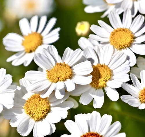 1700x roman chamomile - 1700x, lawn