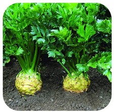 Celeriac 'Brilliant' Plug