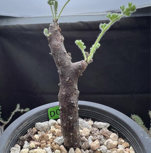 Rarelive house plant - rarelive,