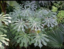 MANIHOT GRAHAMII - 4 x seeds - very rare tropical foliage plant huge leaves