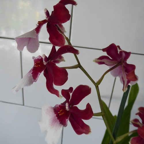 Oncidium miltonidium bartley - oncidium, "bartley