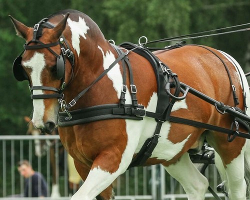 Zilco tedex horse harness - tedex,