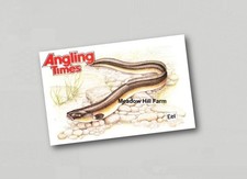 Fridge Magnet Eel . Freshwater