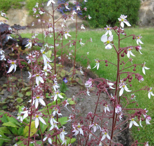 Slinky saxifraga - 2, x