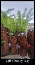 Dicksonia Antarctica Tree Ferns 3.5ft CHUNKY DIRT CHEAP PLANTS FB