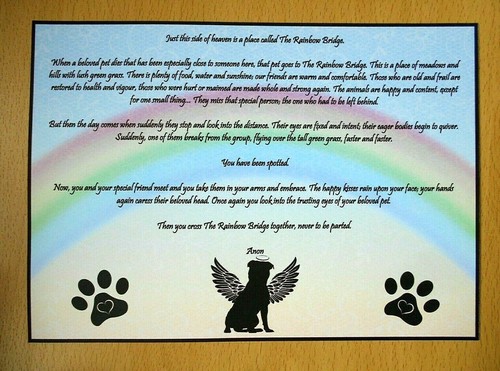 Staffy dog rainbow - dog, bridge