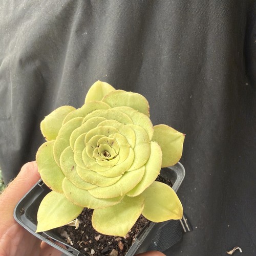 Aeonium holochrysum width - , 3