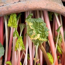 6 x Rhubarb Mixed Crowns -