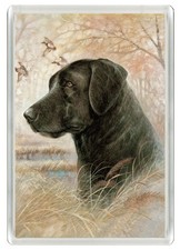 Labrador retriever dog - labrador,