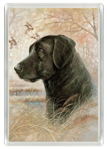 Labrador retriever dog - dog, fridge