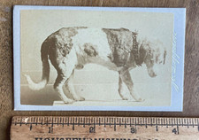 Rare CDV Taxidermy Hero Dog /