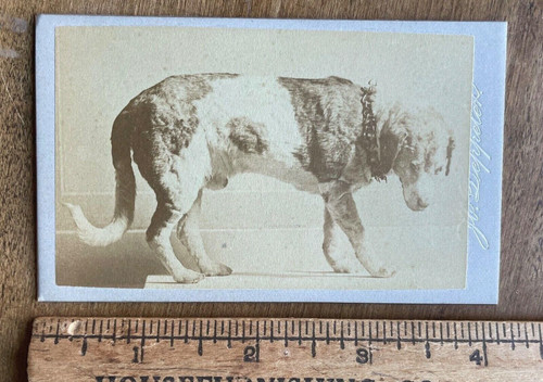 Rare cdv taxidermy - cdv, hero