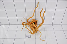Premium aquarium natural wood - aquarium,