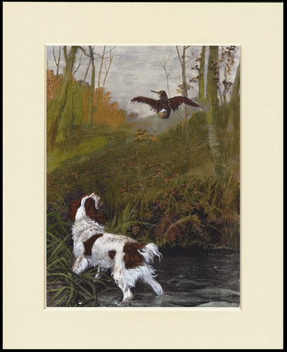Welsh springer spaniel dog - dog, art