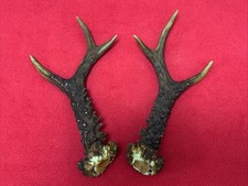 PAIR OF FANCY ROE DEER ANTLERS , 245g. aprox. 22cm.