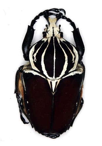 Male goliathus goliatus 89 - male, (89