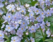 Water Forget Me Not UK POND
