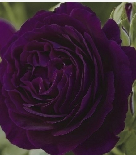Half standard twilight - half, standard-twilight