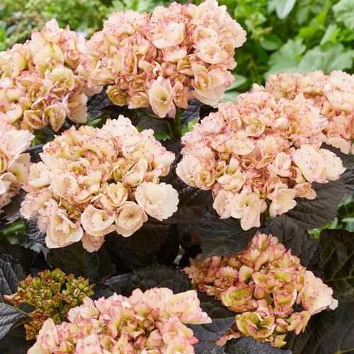 Hydrangea black diamonds - 'black,
